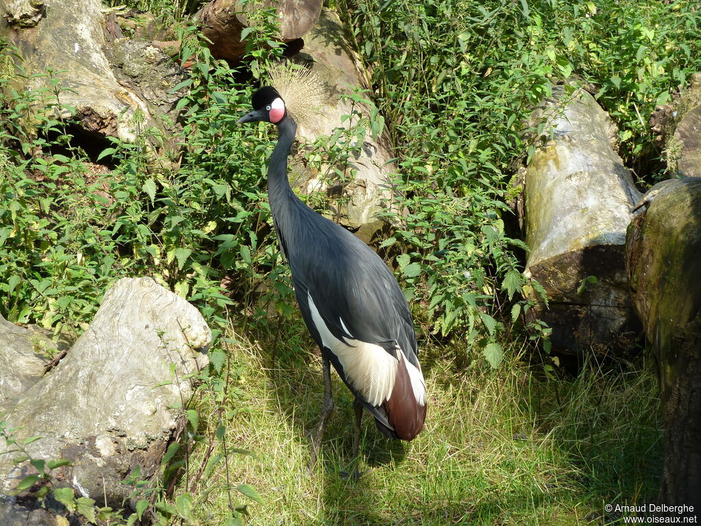 Black Crowned Crane