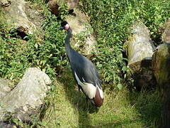 Black Crowned Crane