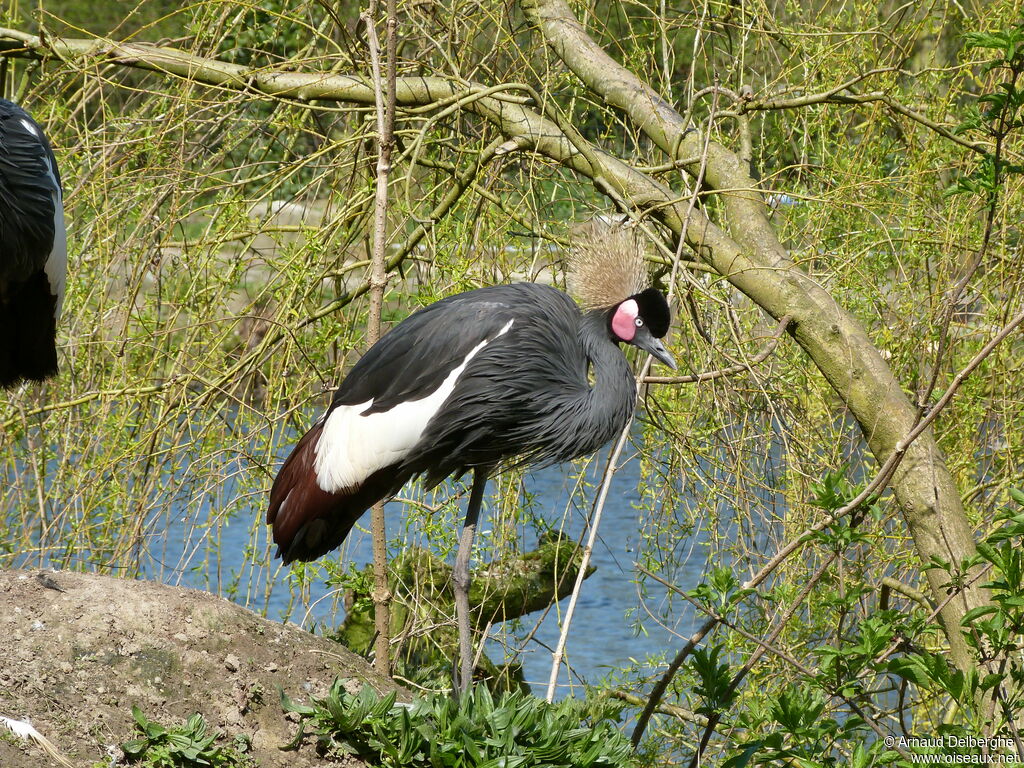 Grue couronnée