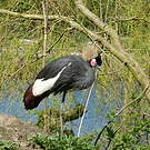 Grue couronnée