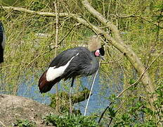 Black Crowned Crane