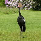 Grue couronnée