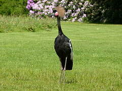 Black Crowned Crane