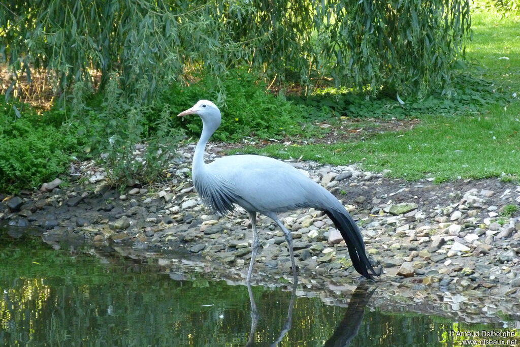 Blue Crane