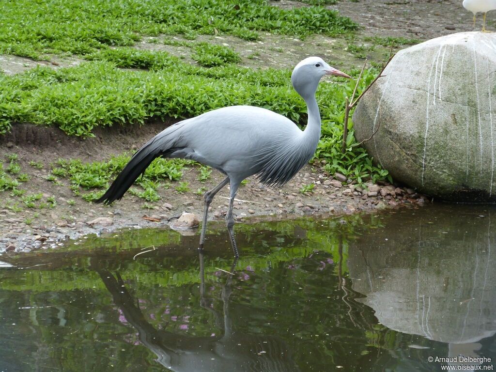 Grue de paradis