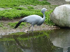 Blue Crane