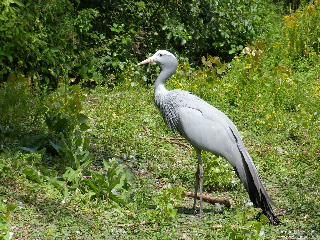 Blue Crane