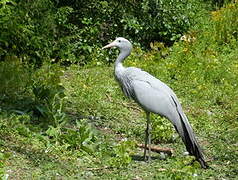 Blue Crane