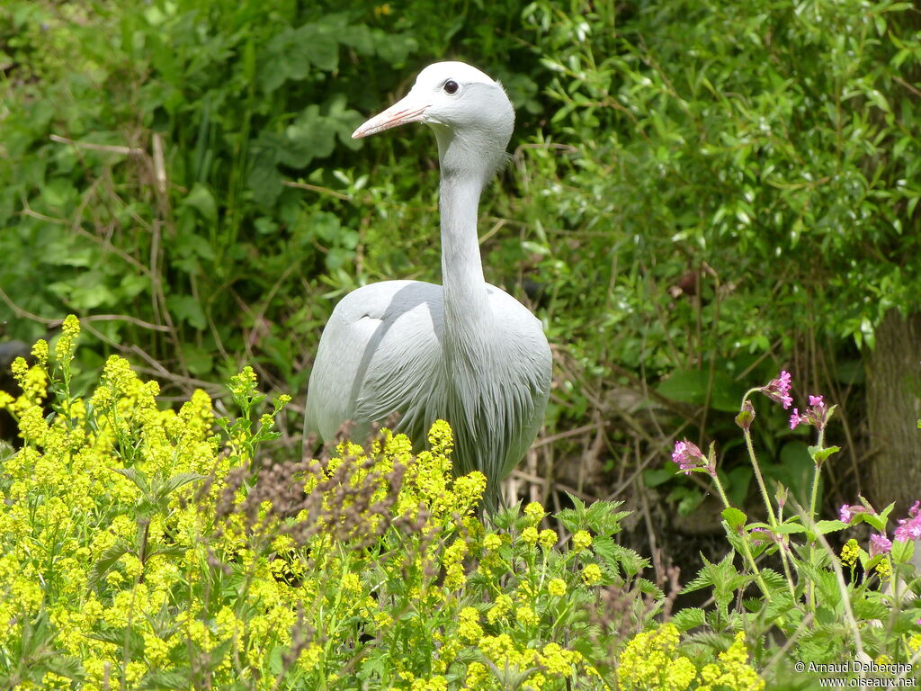 Grue de paradis