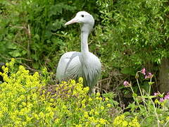 Blue Crane