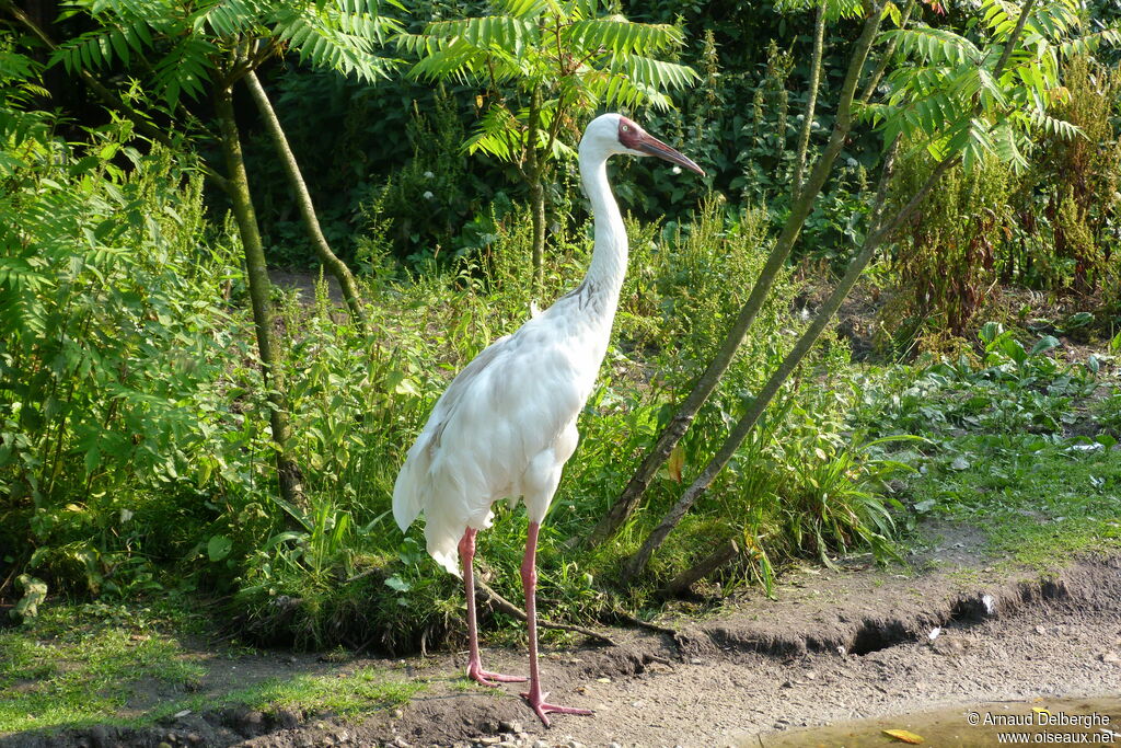 Siberian Crane