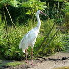 Grue de Sibérie