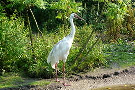 Siberian Crane