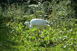 Siberian Crane