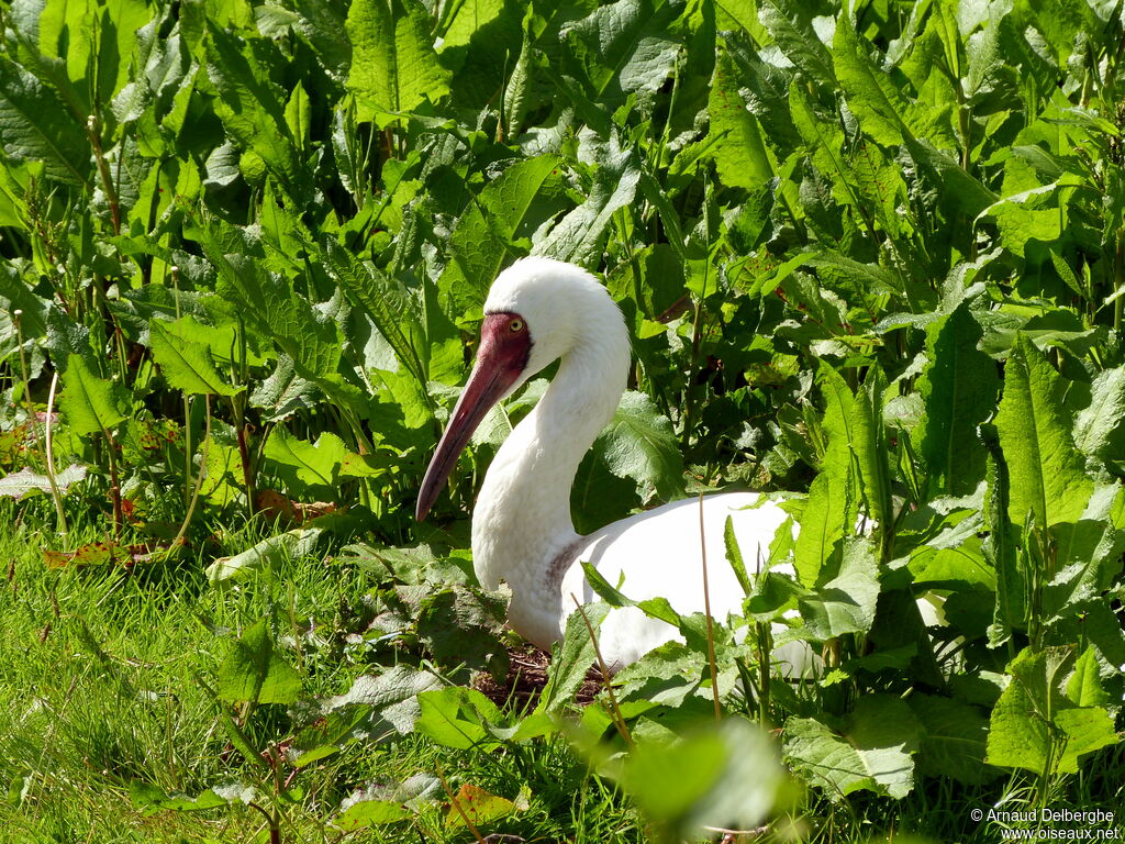 Grue de Sibérie