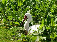 Siberian Crane