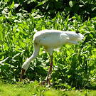 Grue de Sibérie