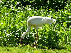 Siberian Crane