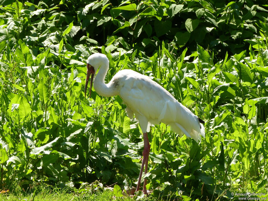 Siberian Crane