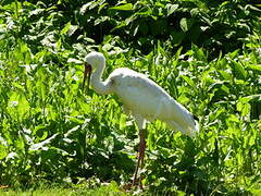 Siberian Crane