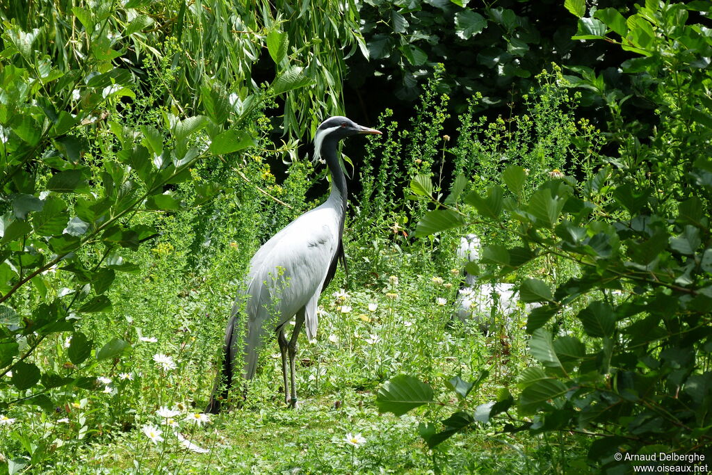 Demoiselle Crane