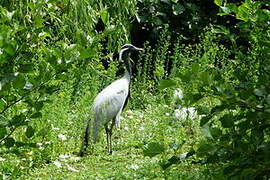 Demoiselle Crane