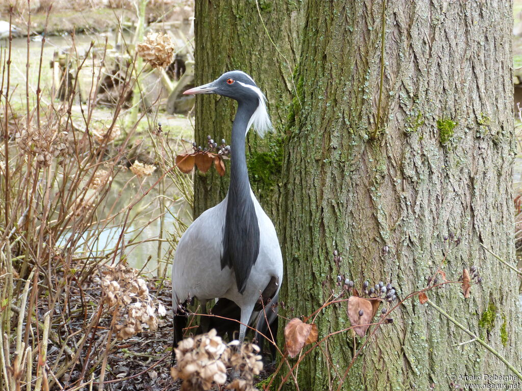 Demoiselle Crane