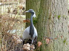 Demoiselle Crane