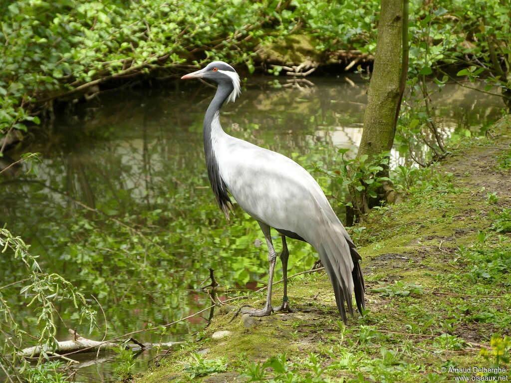 Demoiselle Crane