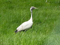 Demoiselle Crane