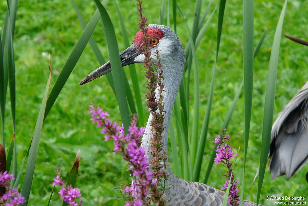 Sandhill Crane