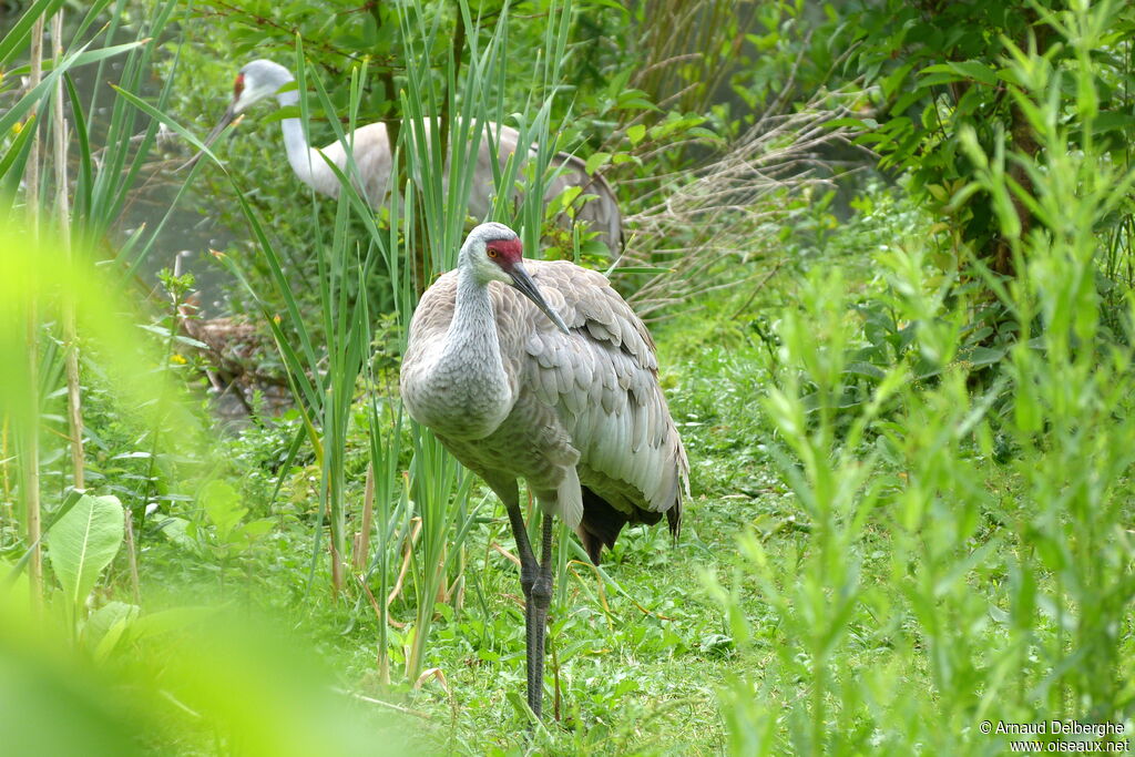 Sandhill Crane