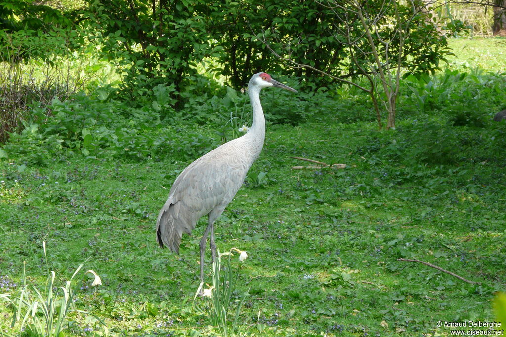 Sandhill Crane