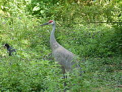 Sandhill Crane