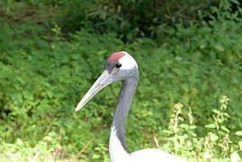 Red-crowned Crane