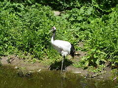 Red-crowned Crane