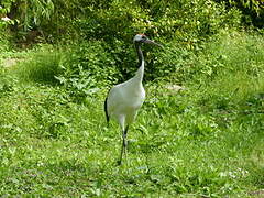 Red-crowned Crane