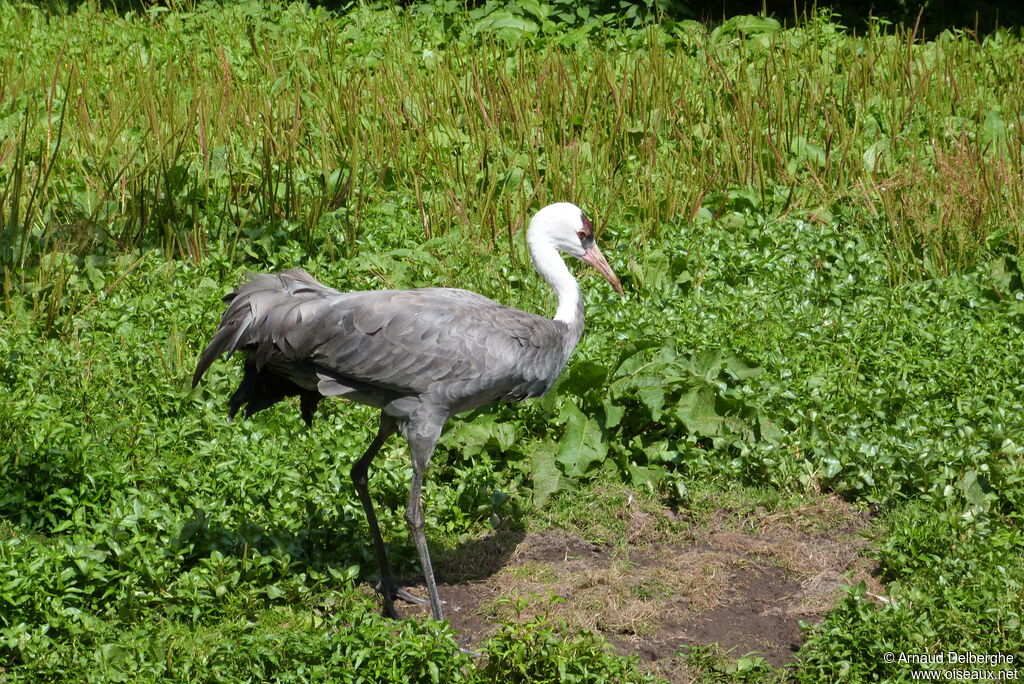 Hooded Crane