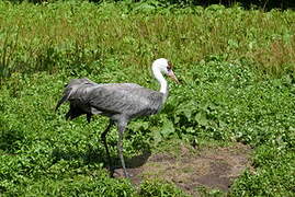 Hooded Crane