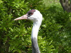 Hooded Crane