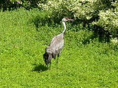 Hooded Crane