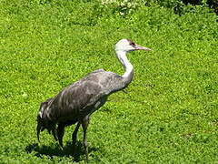 Hooded Crane