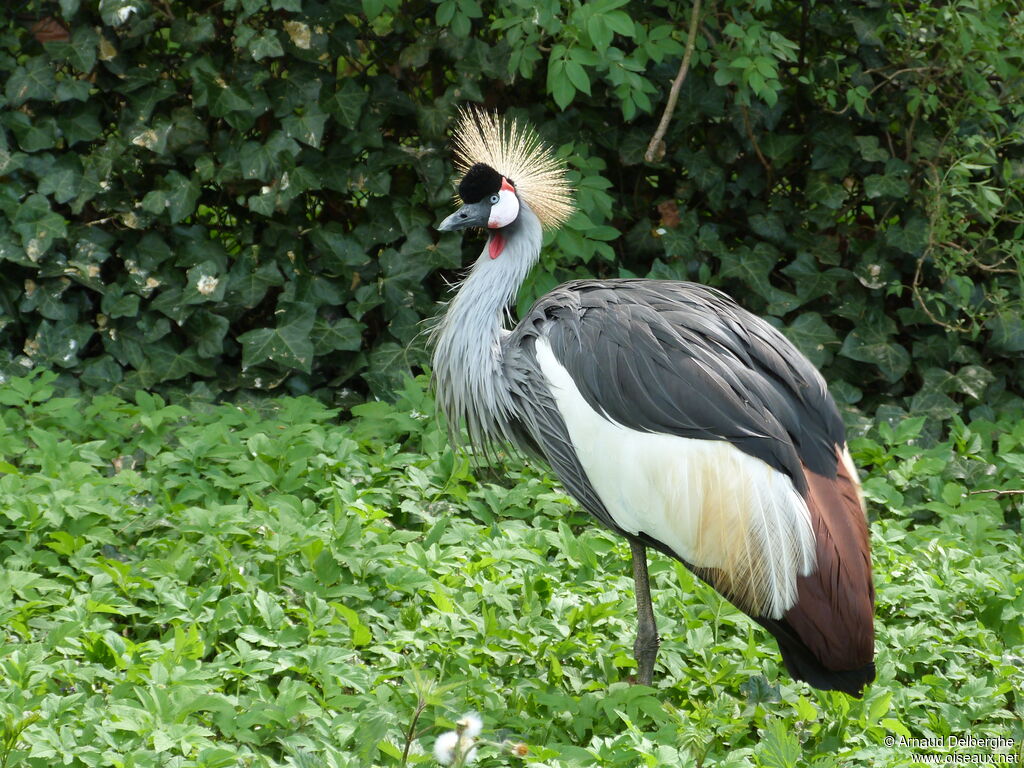 Grey Crowned Crane