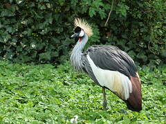 Grey Crowned Crane