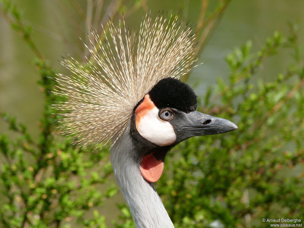 Grey Crowned Crane