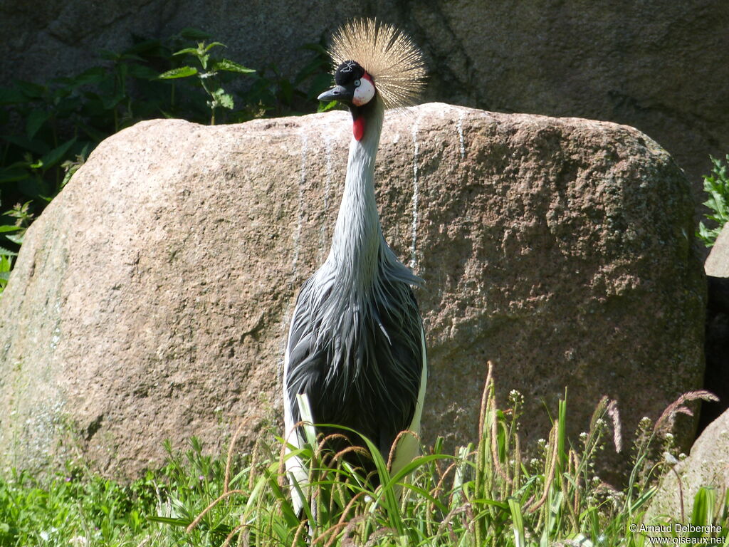 Grey Crowned Crane