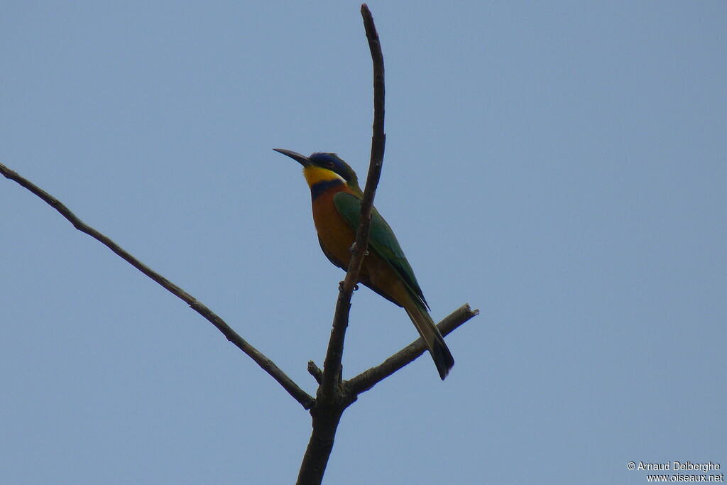 Blue-breasted Bee-eater