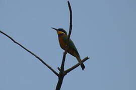 Blue-breasted Bee-eater