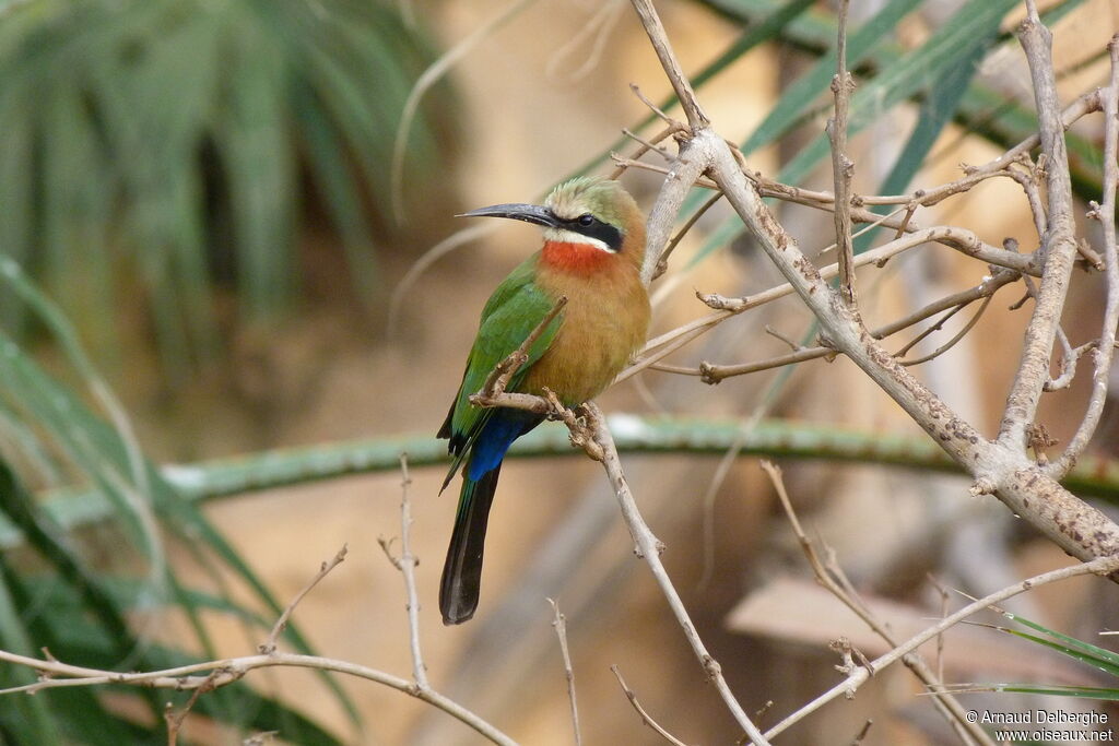 White-fronted Bee-eater