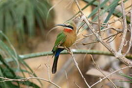 White-fronted Bee-eater